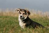 CORGI PEMBROKE 1126